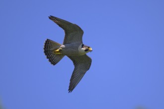 Peregrine falcon (Falco peregrinus), adult male flying against a blue sky, biosphere area, Swabian