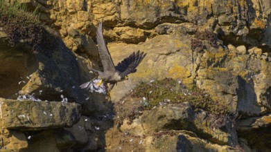 Peregrine falcon (Falco peregrinus), adult female flying with prey in picturesque rocky scenery,