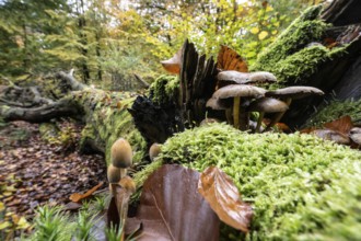 Glimmertintling (Coprinellus micaceus), Emsland, Lower Saxony, Germany