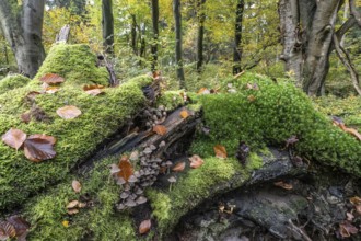 Helmlinge (Mycena), Emsland, Lower Saxony, Germany