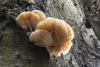 Ringed beech mucida (Oudemansiella mucida), Emsland, Lower Saxony, Germany