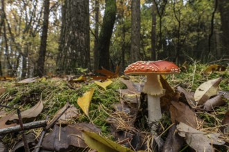 Toadstool (Amanita muscaria), Emsland, Lower Saxony, Germany