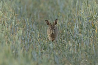 European brown hare (Lepus europaeus) juvenile baby leveret animal running in a farmland wheat