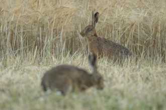 European brown hare (Lepus europaeus) adult animal in a farmland wheat field in summer, England,