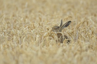 European brown hare (Lepus europaeus) adult animal feeding on a wheat sheath in a farmland field in