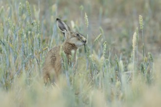European brown hare (Lepus europaeus) adult animal feeding on a wheat plant in a farmland field in