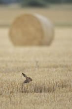 European brown hare (Lepus europaeus) adult animal in a farmland stubble field with a straw or hay