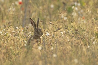 European brown hare (Lepus europaeus) adult animal in a wildflower field in summer, England, United