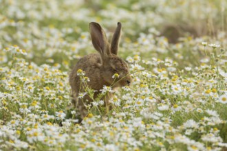European brown hare (Lepus europaeus) adult animal in flowering Mayweed daisy flowers in summer,