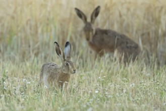 European brown hare (Lepus europaeus) adult animal in a farmland field in summer, England, United