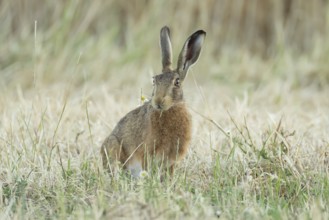 European brown hare (Lepus europaeus) adult animal eating grass in a farmland field in summer,