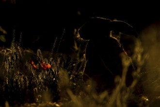 European brown hare (Lepus europaeus) adult animal backlit in a farmland field in summer, England,
