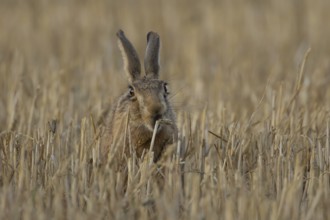 European brown hare (Lepus europaeus) adult animal feeding on a wheat sheath in a farmland stubble