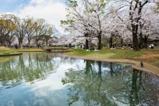 Reflection in a pond, cherry trees blooming in spring, Yoyogi Park, Hanami Festival, Shibuya Ward,