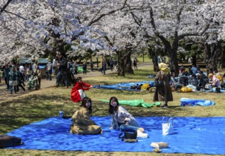 Japanese people picnicking under cherry blossoms in Yoyogi Park, Hanami Festival, Shibuya District,