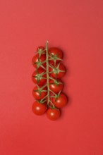 Tomatoes, tomato vine on red background