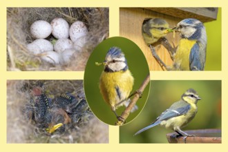 Blue tit (Cyanistes caeruleus), eggs, young bird, nesting box, adult bird feeding, Germany