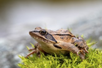 Common frog (Rana temporaria) sitting on stone, Lower Austria, Austria