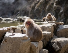 Japanese macaque (Macaca fuscata) sitting on rocks near water, Yamanouchi, Nagano Prefecture,