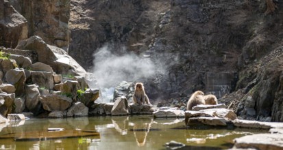 Japanese macaques (Macaca fuscata) sitting on rocks near water, Yamanouchi, Nagano Prefecture,