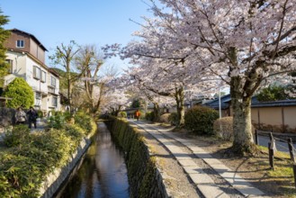 Footpath along a canal, cherry blossoms in spring, Philosopher's Path or Tetsugaku no michi, Kyoto,