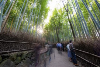 Visitors on their way through bamboo forest, long exposure, towering bamboo stems in Arashiyama