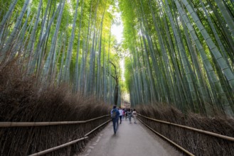 Visitors on their way through bamboo forest, long exposure, towering bamboo stems in Arashiyama