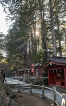 Sun shining through cedar forest, Shinto Shrine, Kitaguchi-hongu Fuji Sengen Shrine, Shinto shrine