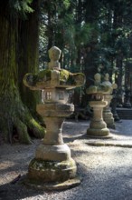 Toro stone lanterns on cedar alley, Kitaguchi-hongu Fuji Sengen Shrine, Shinto Shrine, Fujiyoshida,