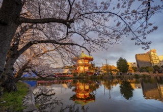 Shinobazunoike Bentendo temple reflected in lake at sunset, Shinobazu pond, lakeside cherry blossom