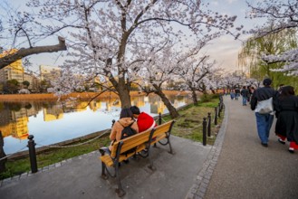 Visitors sitting on lakeside benches, lakeside path at sunset, Shinobazu pond, lakeside cherry
