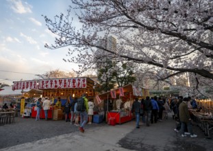 Food stalls with Japanese food, cherry blossom in spring, Hanami Festival, Ueno Park, Taito City,