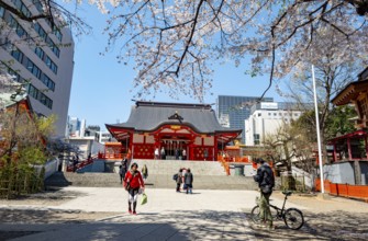 Shinto Shrine main building, Hanazono Shrine, cherry trees blooming in spring, Shinjuku City, Tokyo