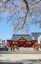 Shinto Shrine main building, Hanazono Shrine, cherry trees blooming in spring, Shinjuku City, Tokyo