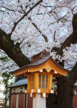 Lamp at Shinto Shrine, Hanazono Shrine, cherry trees blooming in spring, Shinjuku City, Tokyo