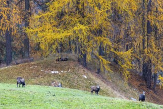 Chamois (Rupicapra rupicapra) in front of yellow larches (Larix), autumn, Zernez, Engadin,