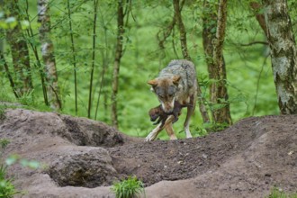 The female wolf carefully carries a puppy through the forest, wolf (Canis lupus), summer, Germany