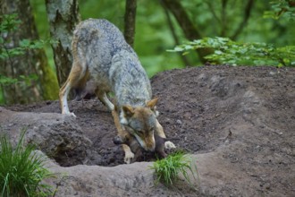 A female wolf carefully carries a puppy through the forest at the Wolfshöhle, wolf (Canis lupus),
