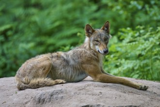 A wolf lying relaxed on sandy soil in the forest, wolf (Canis lupus), summer, Germany