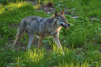 A wolf walks through a light-filled grass area in the forest, wolf (Canis lupus), summer, Germany