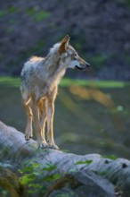 A wolf stands on an illuminated tree trunk in the forest, wolf (Canis lupus), summer, Germany