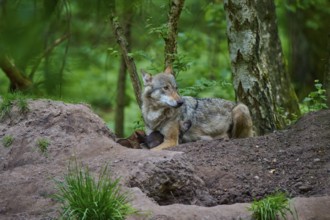 A wolf protects his young in the forest soil, wolf (Canis lupus), summer, Germany