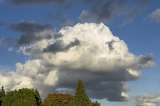Over deciduous trees in the foreground in the middle of the picture Large Cumulus calvus cloud, in