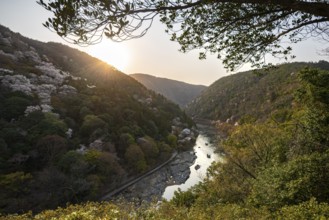 Hilly Landscape with River, Blooming Cherry Trees on Katsura River, Sagakamenoocho, Arashiyama,