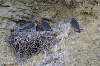 Peregrine falcon (Falco peregrinus), Peregrine falcon, feeding young birds in a raven nest in a