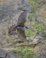 Peregrine falcon (Falco peregrinus), Peregrine falcon, flying with prey on a rock wall, biosphere