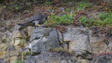 Peregrine falcon (Falco peregrinus), Peregrine falcon, resting on a rock, biosphere area, Swabian