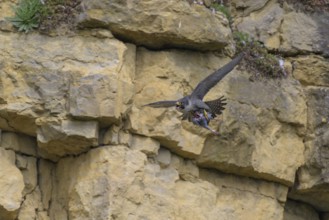 Peregrine falcon (Falco peregrinus), Peregrine falcon, flying with prey on a rock wall, biosphere