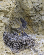 Peregrine falcon (Falco peregrinus), Peregrine falcon, adult bird starting after feeding the young,