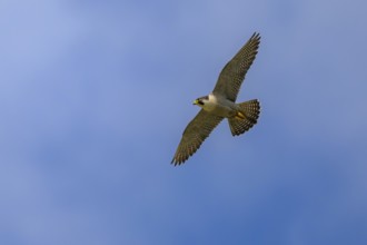 Peregrine falcon (Falco peregrinus), Peregrine falcon, fug against a blue sky, biosphere area,